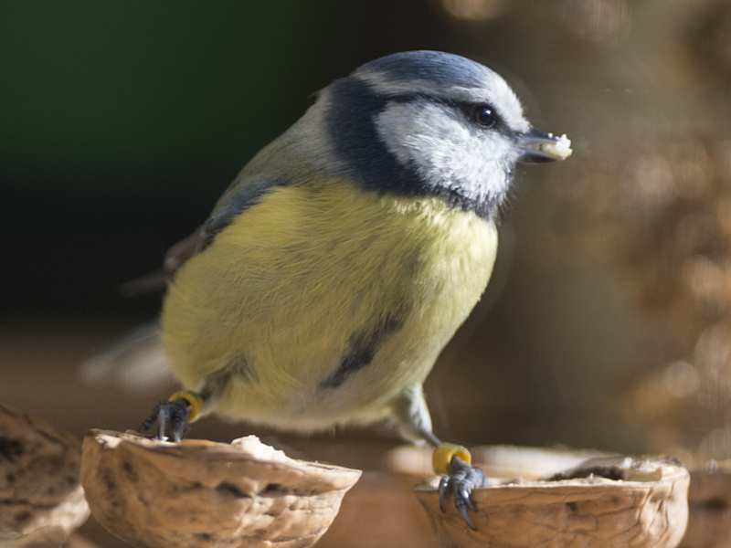 Cinciarella inanellata